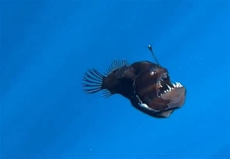 Peixes-diabo