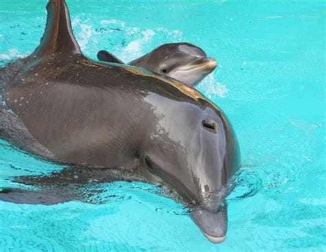 Dolphin moms use 'baby talk' with their calves