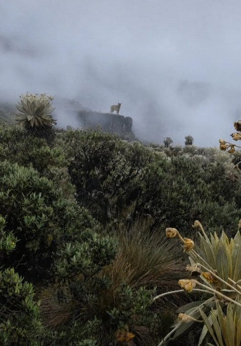 Naturaleza News /The Puma Reappears as Guardian of Colombia’s Pisba Páramo