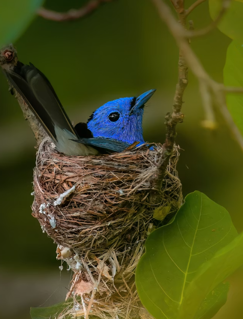 Pages of the Nest