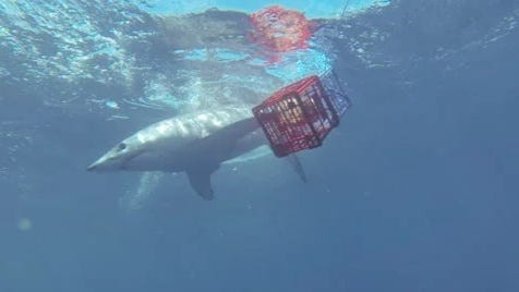 Florida Wants To Ban Shark Feeding: The Real Reasons “Chumming” Goes Beyond Safety