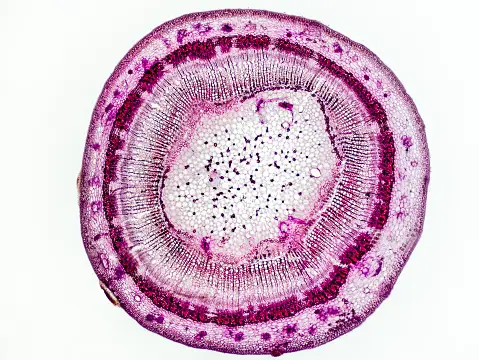 Single-Cell Analysis Market Surges as Breakthrough Technologies Drive