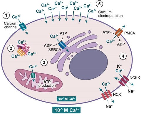 Functions Of Calcium That Are Not Bone Related | by Barton Scott | Medium