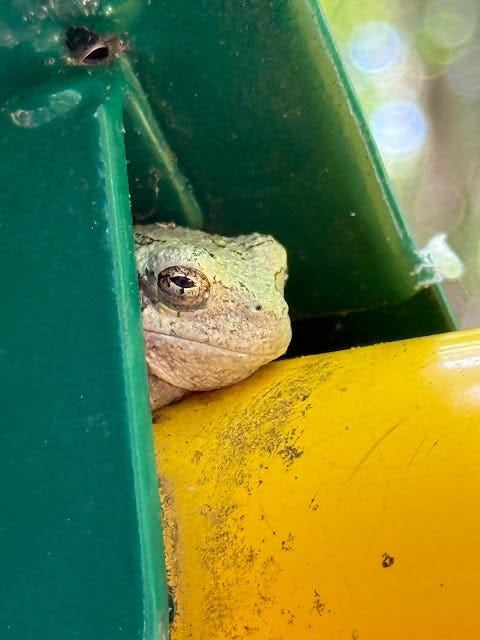 Tree Frog Hiding in Playground