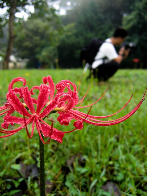 상사화