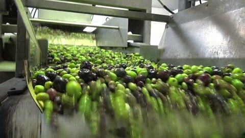 how_olive_oil_is_made_img