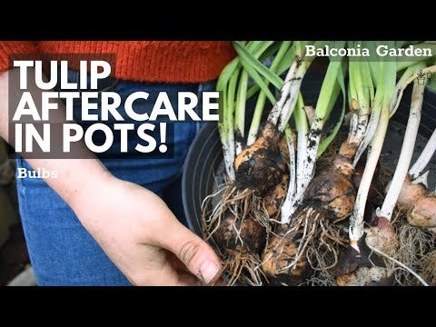 What to do with tulip bulbs after they've bloomed in water?⭐7 Tips! | by  SiavooZiavoo | Medium