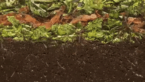Biodégradable ou compostable: quelle est la différence? — 365 REUSABLE