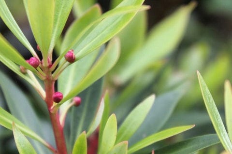 Australian Native Ingredients - Non Alcoholic Sparkling Beverages