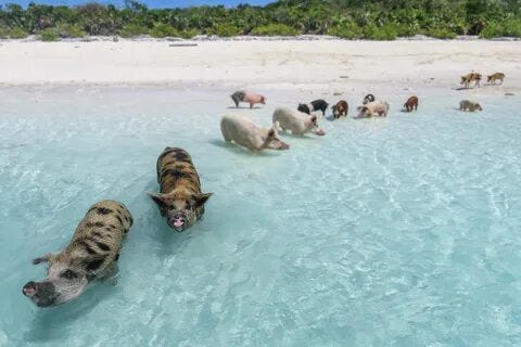 Swimming with Pigs in Nassau