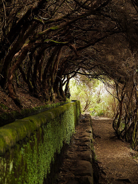 Tree Tunnel, Maderia, Portugal