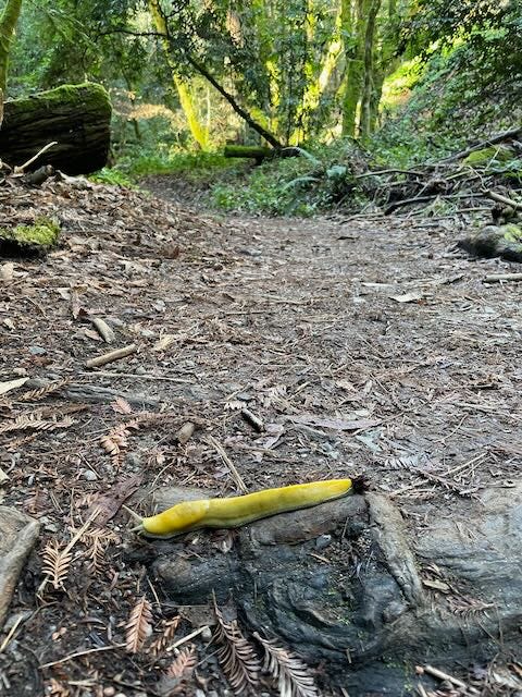 Banana Slugs At The Park