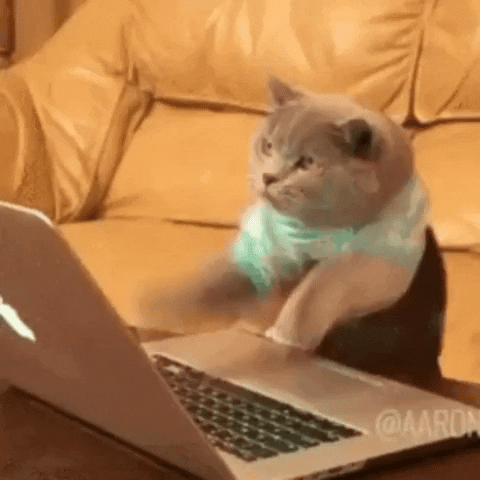 Work From Home Cat GIF by JustViral — Find & Share on GIPHY