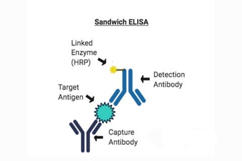 Aiming Cytokine Using The Method Of Elisa’s | By Helvaticahealthcare ...