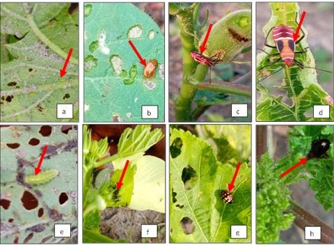 Diversity and abundance of insects found on okra Abelmonchus esculentus cultivation in Man, Côte…