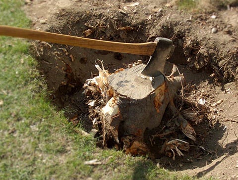 Digging out a tree stump. This is the manual method of taking out… | by  Ziggy Toplop | Medium