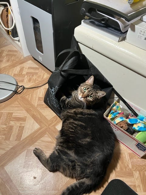 The She-Cat from Hell. A sweet kitty turns into a monster | by Kathy ...