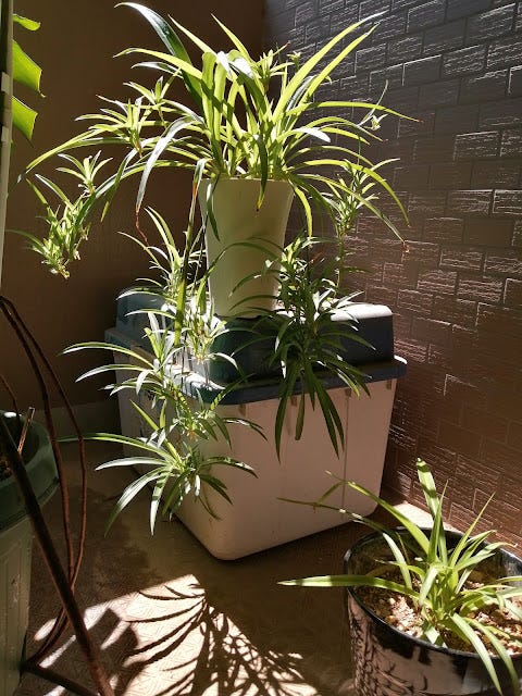 Growing and Observing Chlorophytum Comosum (Spider Plant)