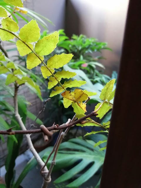 Discovering a Butterfly Disguised as a Withered Leaf of Sansho Pepper on the Balcony