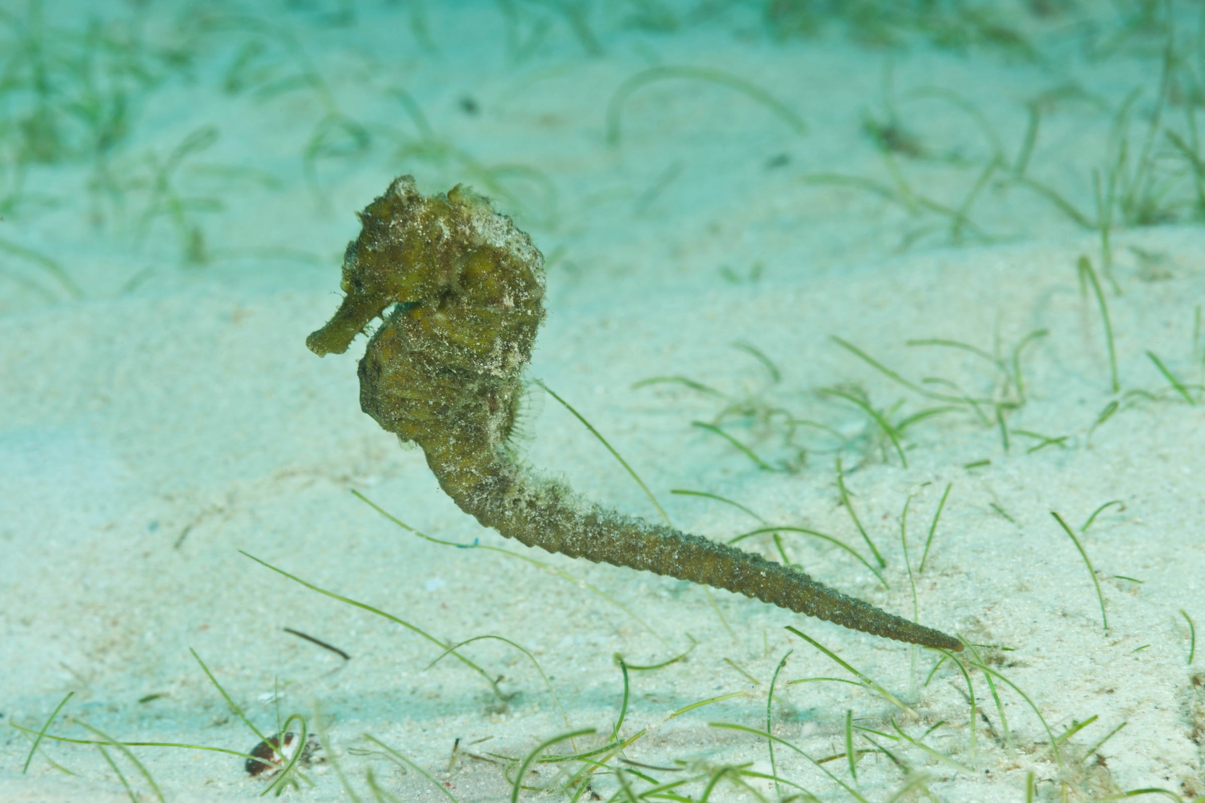 Tropical seahorse sales for sale