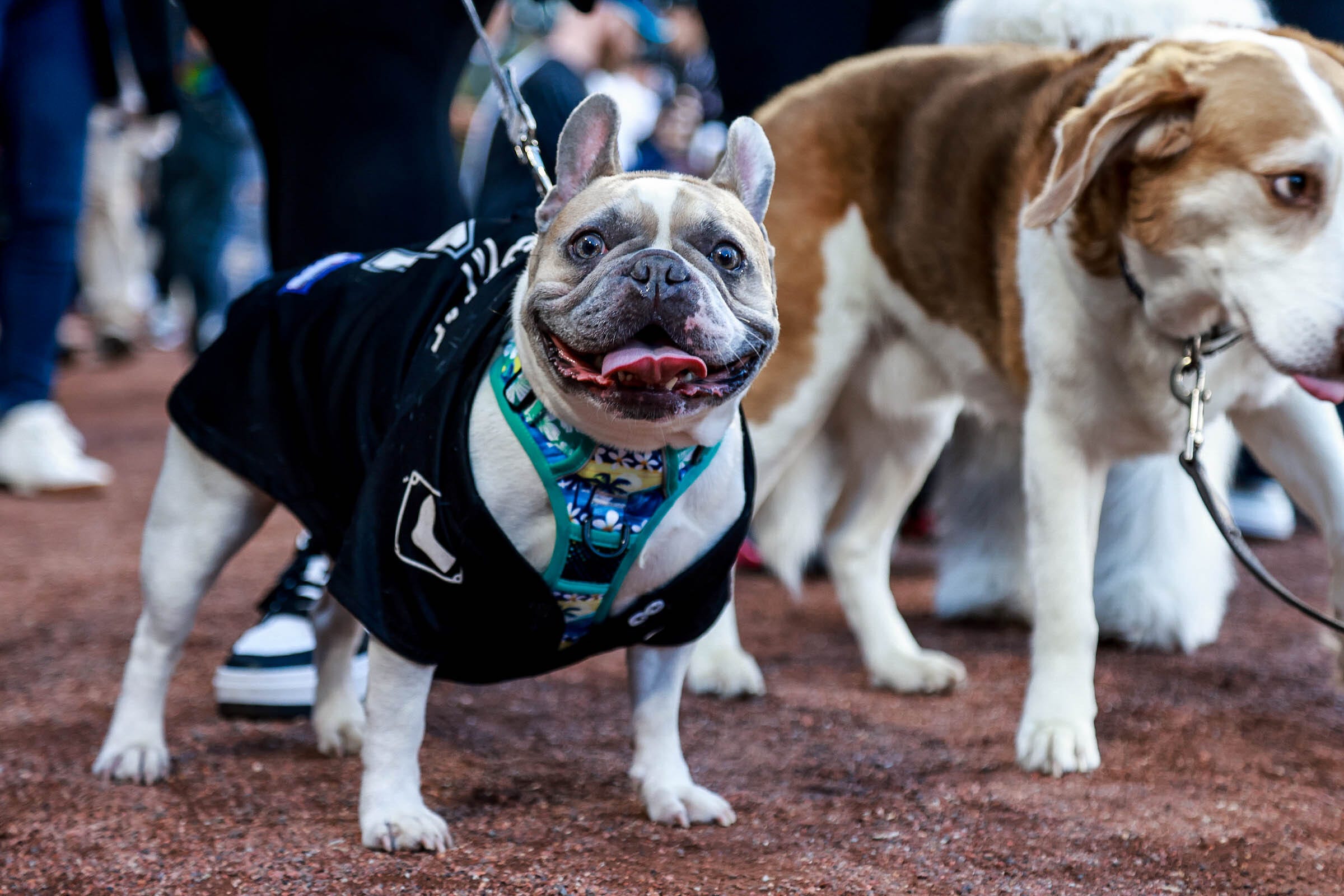 Chicago White Sox Dog Jerseys, White Sox Pet Carriers, Harness