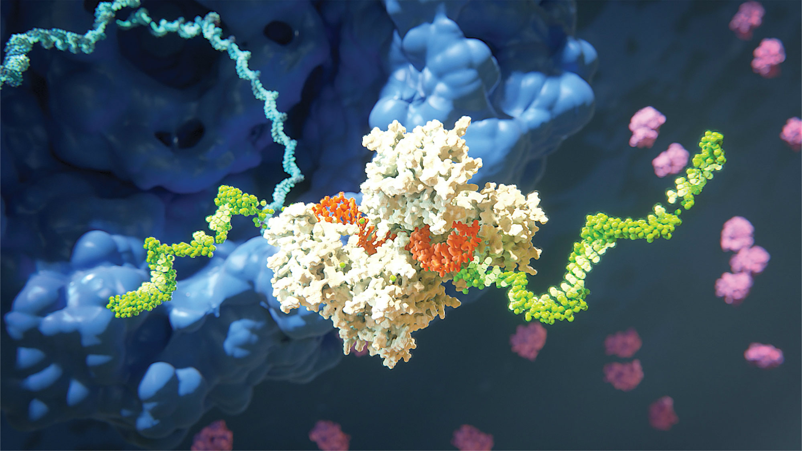 Гены пыльцы. Малые интерферирующие РНК. РНК это в биологии. РНК фото. РНК терапия.
