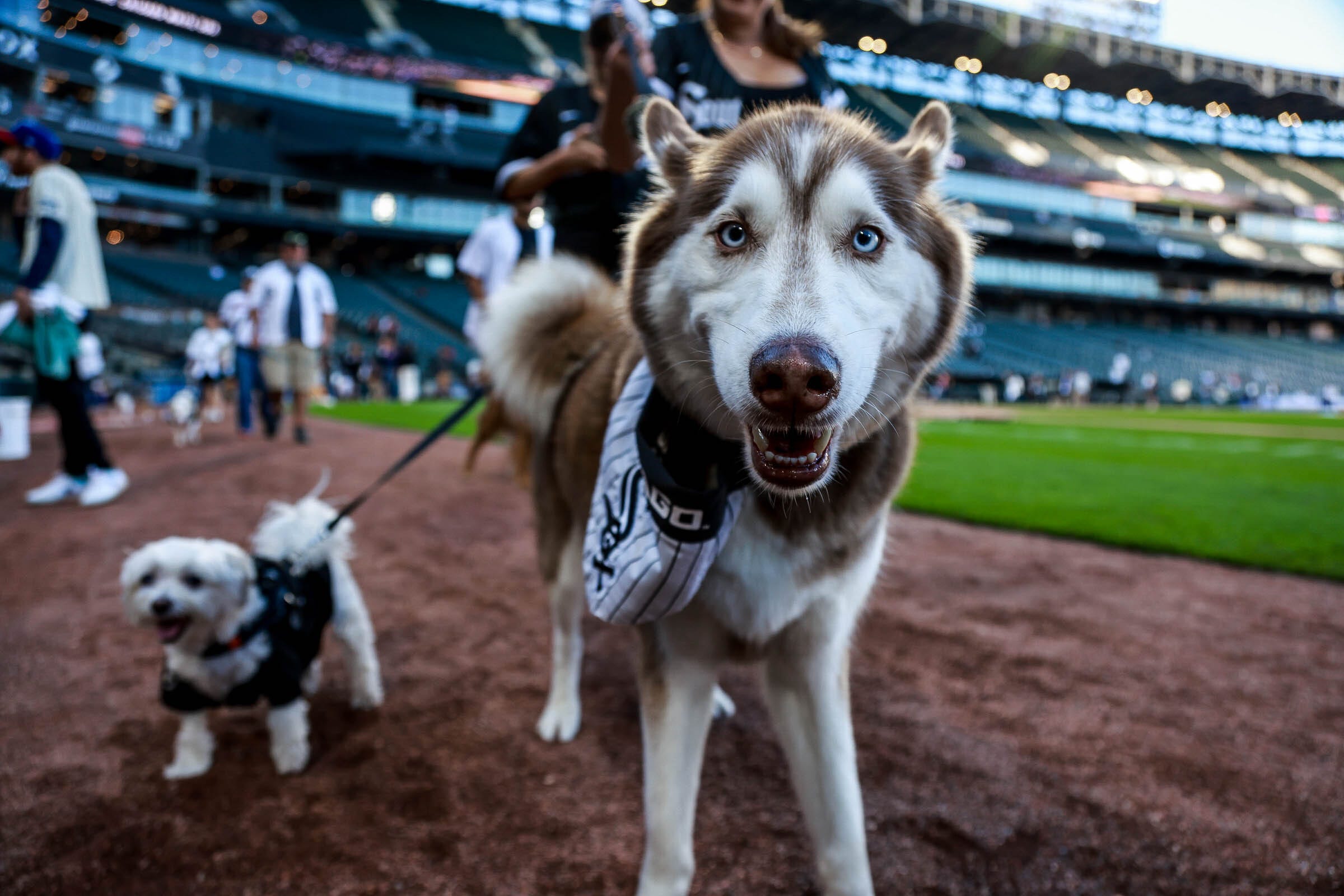 A 'horse' showed up to White Sox's dog promotion - Chicago Sun-Times