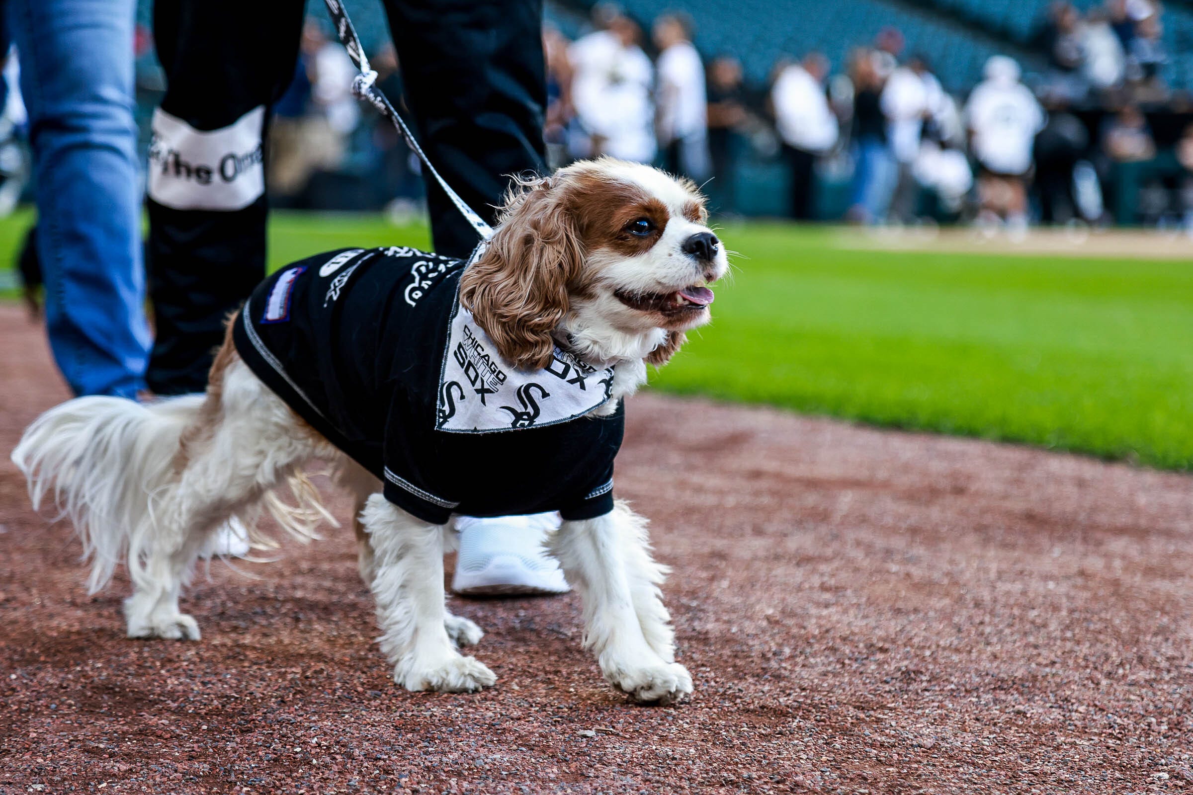 Dog Day is Back. - Inside the White Sox
