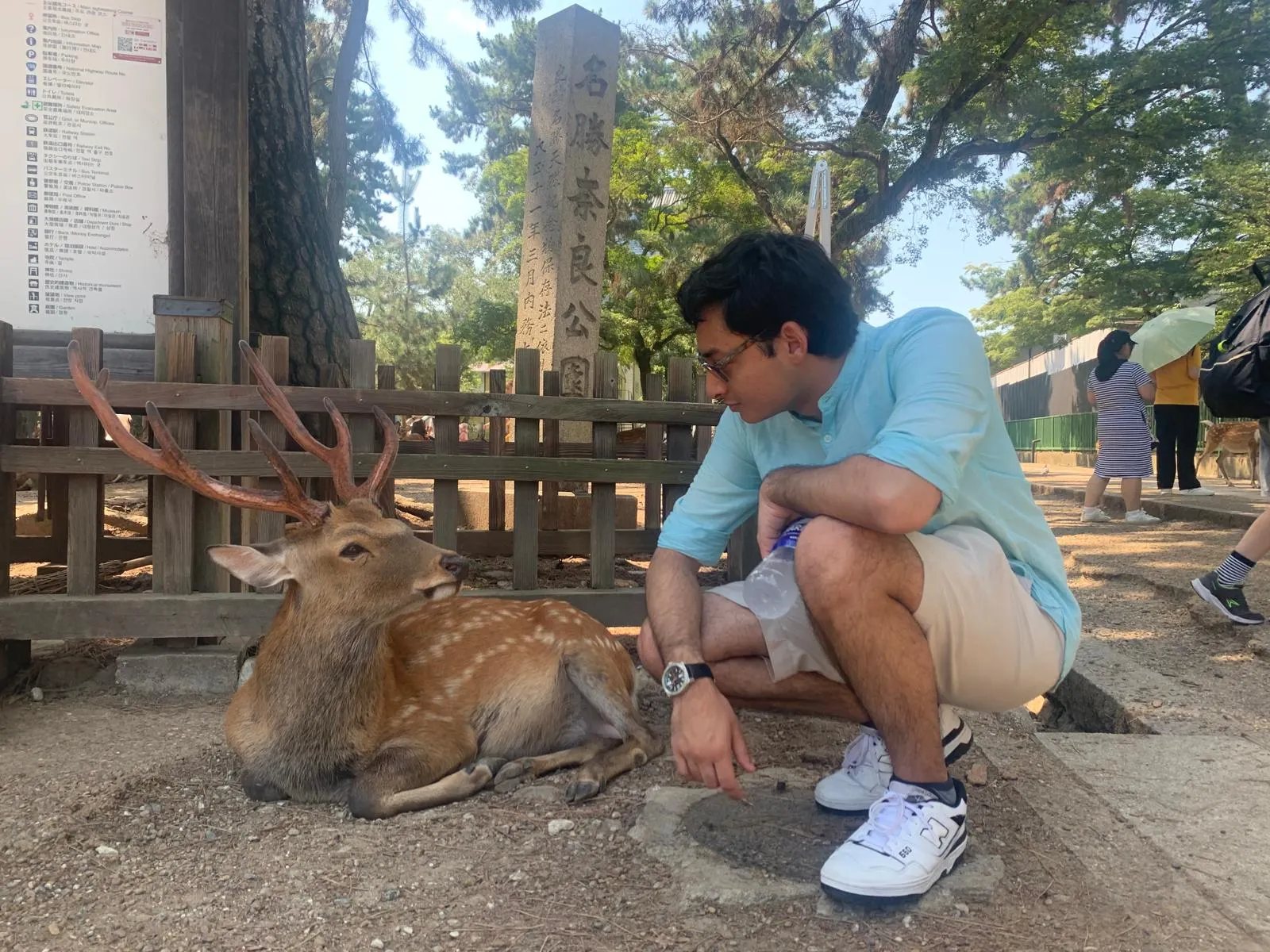 Saying Hello to Deer in Nara