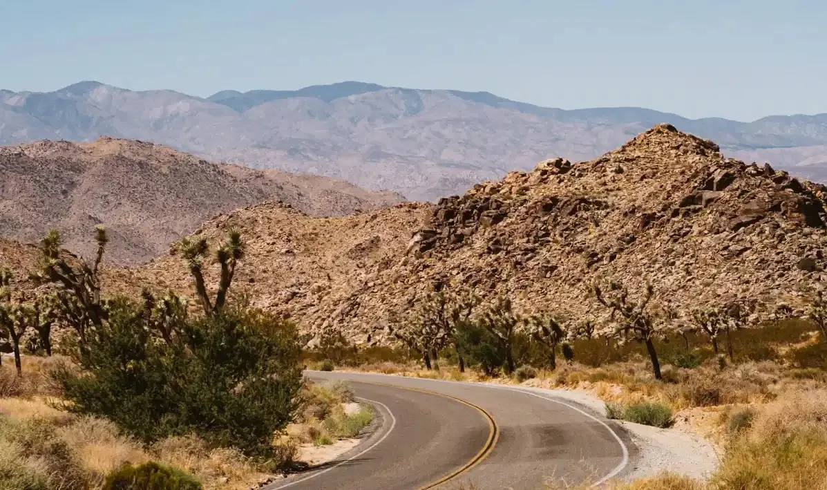 Can A Tree Grow In The Desert?
