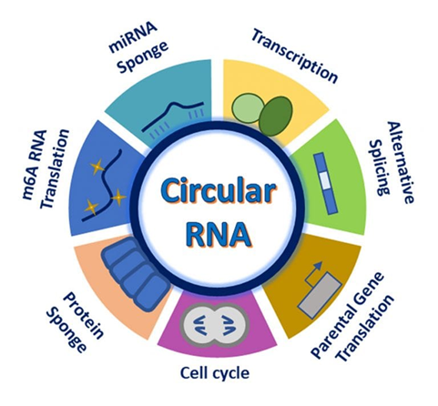 Building a Robust Computational Pipeline for circRNA Analysis in Linux ...
