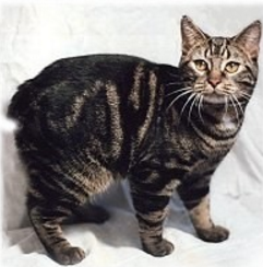 Breeding Manx Cats: Expert Tips for Success