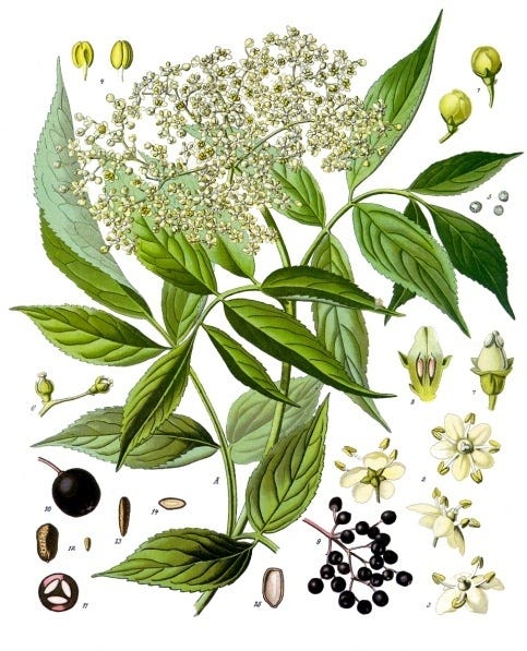 Sambucus by Franz Eugen Köhler (1897) Wikimedia Commons Image License
