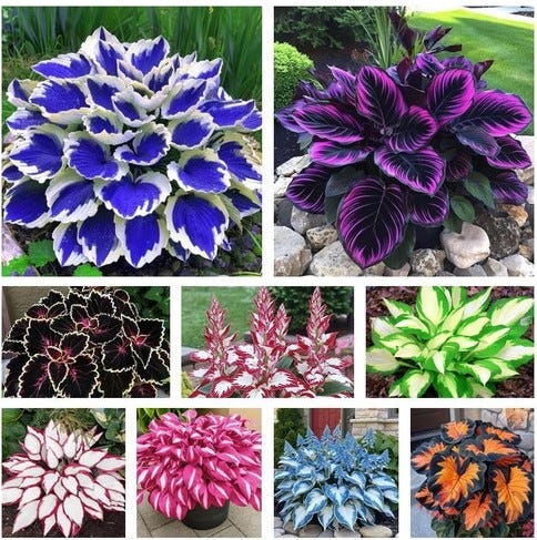 How to Care for Hosta Plants: Easy Guide for Healthy and Beautiful Foliage