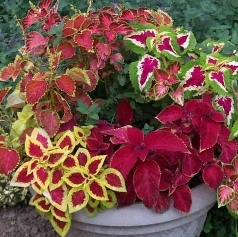 Heirloom Miana Coleus Seeds: Colorful Beauty for Every Garden