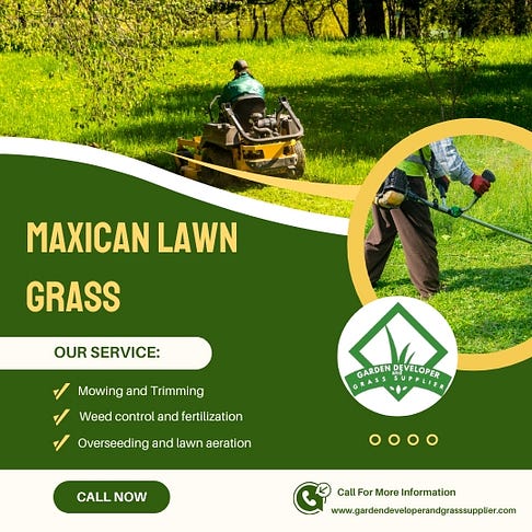 Mexican Lawn Grass