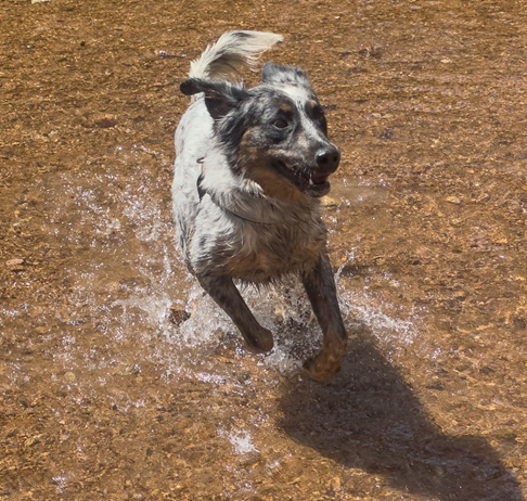 This dog is not a greenback cutthroat trout, but is in Bear Creek just downstream from where they live.