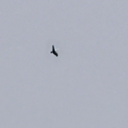 An enlarged photo of a pellegrino Falcon circling the high sky in Albany, New York.