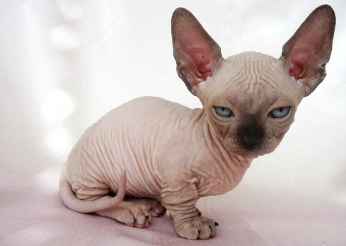 Cat breeds: Rare cat breeds that are strange but adorable including  Peterbalds, LaPerms and Minskins