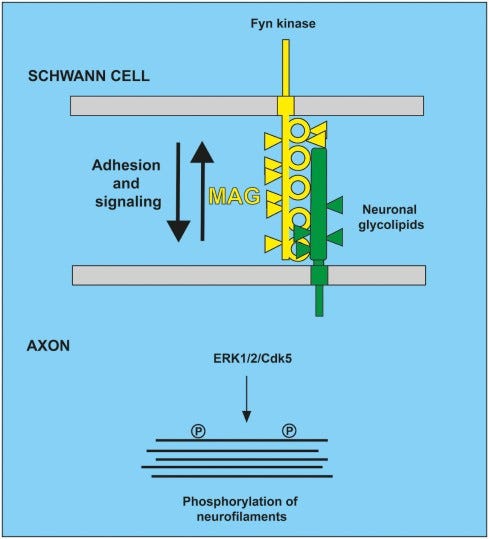 (Data source: Quarles RH, et al. Journal of neurochemistry. 2007)