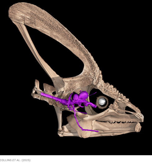 Chameleon Oculi