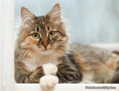 How To Care For Every Cat Breed