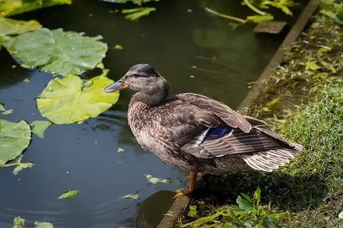 Why Do Ducks Bob Their Heads? An In-Depth Look into a Fascinating Behavior