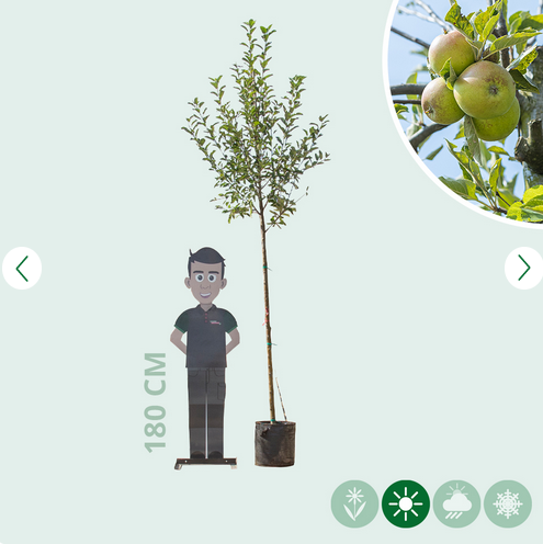 Erhalten Sie Ihre frischen apfelbaum kaufen Elstar Produkte mit Baumlieferservice Gutscheine bei…