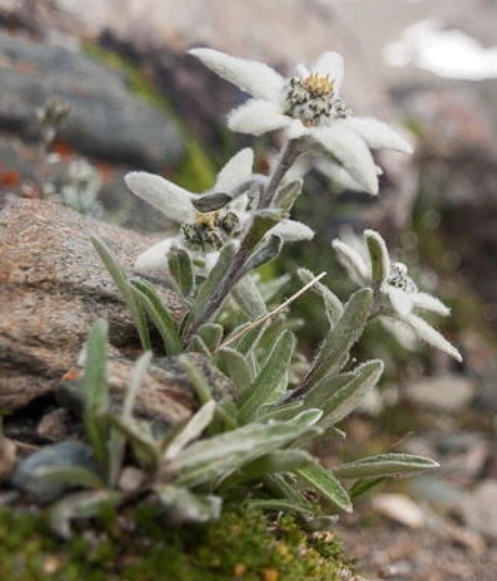 Review of Selected Medicinal Plants in Slovenia
