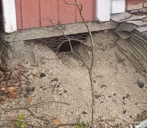 Groundhog hole with pieces of charcoal pushed out.