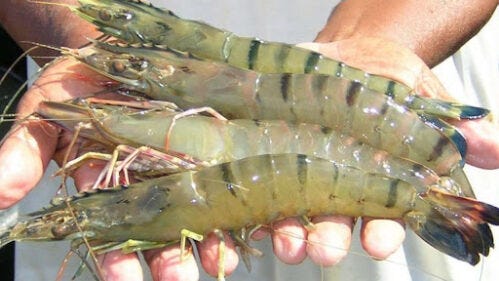 KKP: Ribuan Kontainer Udang Asal Indonesia Boleh Masuk Amerika Serikat