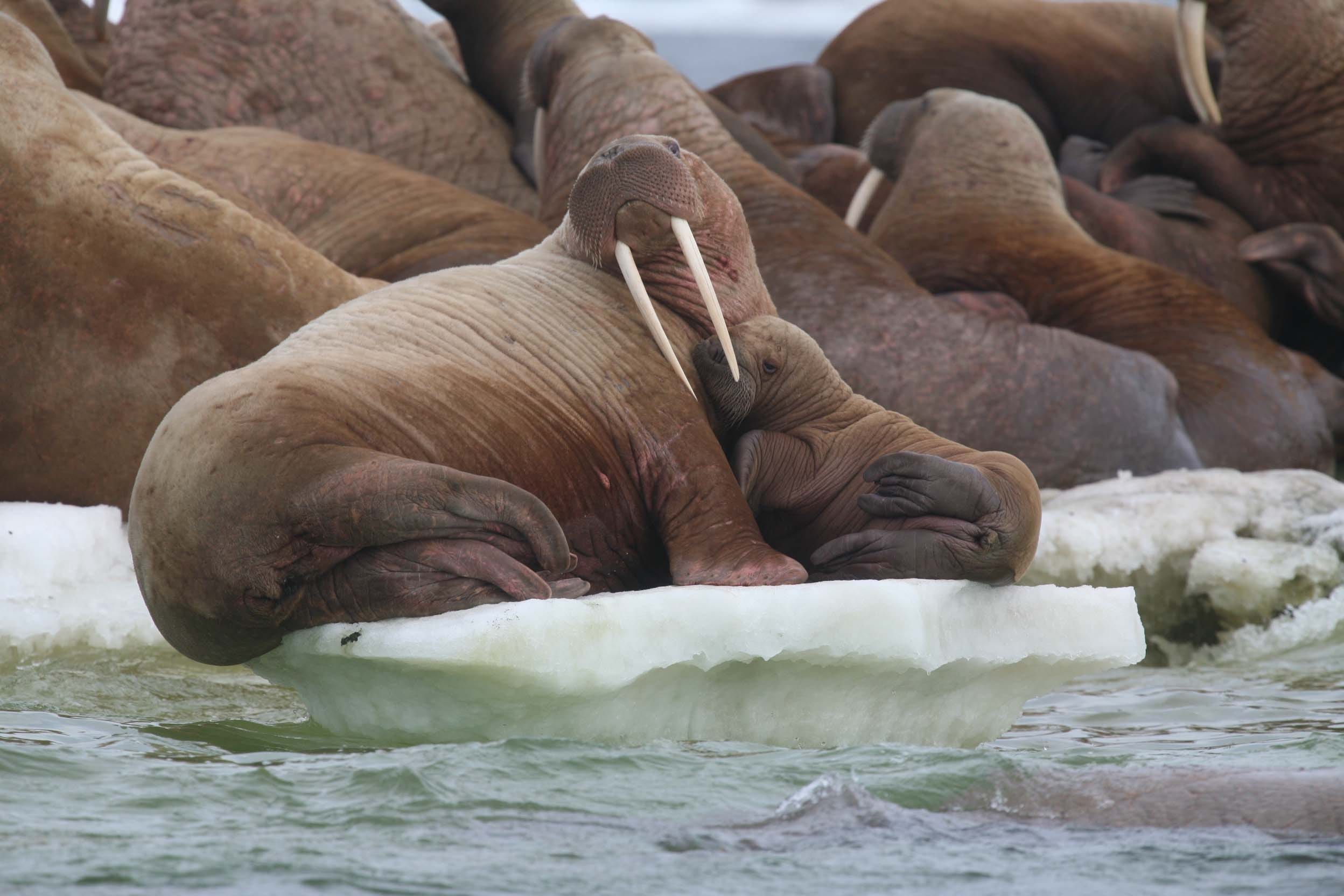 моржи на камчатке. лаптевский морж. детеныш моржа. видео про моржей. серж морж.