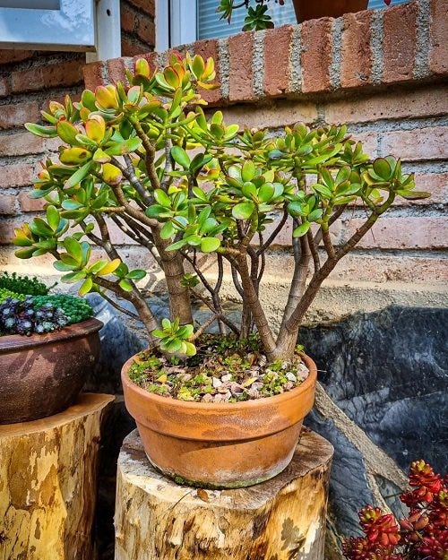 The Art of Bonsai: Cultivating Tranquility in Miniature | by Emily ...