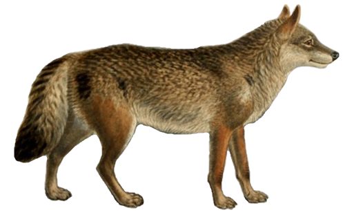Grey wolf